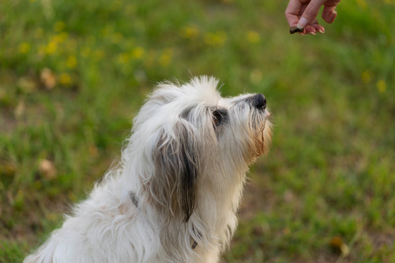 About Close-up of a Polish Lowland Sheepdog eagerly awaiting a treat in a vibrant green field.
