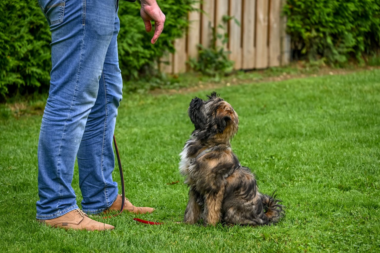 A Tibetan Terrier dog sitting attentively for training in a backyard setting.